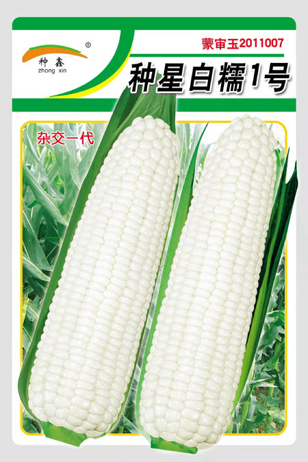 種星白糯1號(hào)-大.jpg